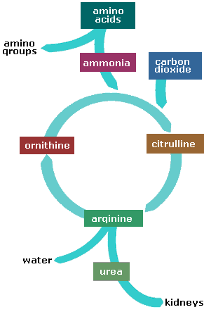 Description: formation of urea (6K bytes)