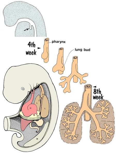 respiratory system